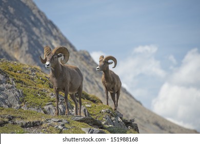 Big Horn Ovis Canadensis Portrait