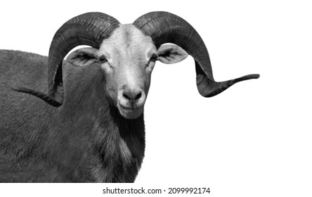 Big Horn Ovis Vignei Sheep Smiling Face