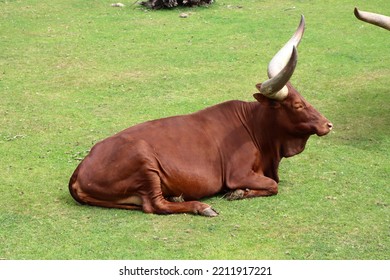 A Big Horn Ox, Watusi, Relaxing In The Grass