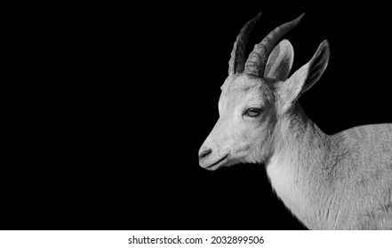 Big Horn Pyrenean Ibex Smiling Face 