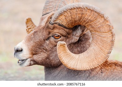 Big Horn Ram Showing Off His Rack