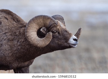 Big Horn Ram's during the Rut - Shutterstock ID 1596813112