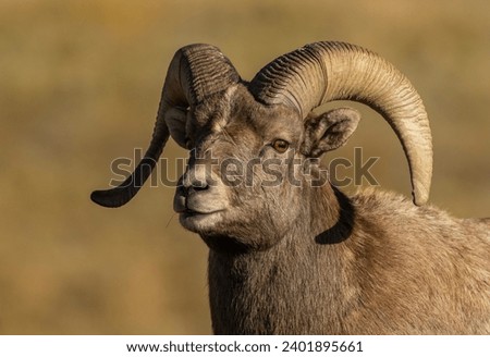 Big Horn Ram's during the Rut Imagine de stoc © 