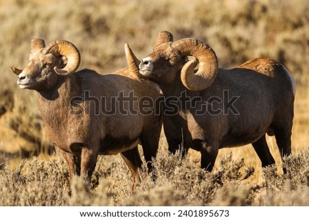 Big Horn Ram's during the Rut Imagine de stoc © 