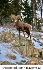 Big Horn Sheep In Alberta Canada