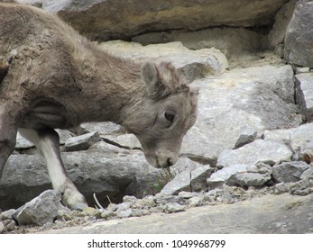 Big Horn Sheep Baby