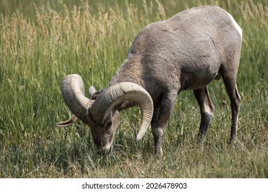 Big Horn Sheep In Badlands National Park