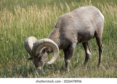 Big Horn Sheep In Badlands National Park