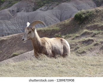 Big Horn Sheep  Badlands, SD