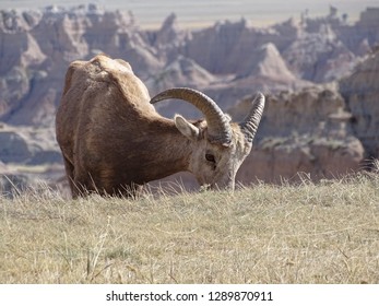 Big Horn Sheep  Badlands, SD