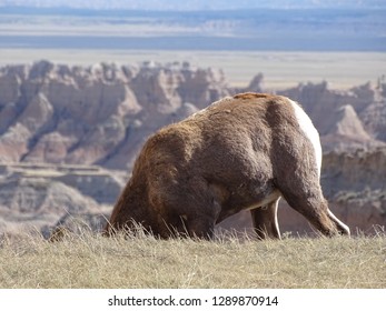 Big Horn Sheep  Badlands, SD