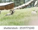 Big Horn Sheep in Bear Country USA, Rapid City, South Dakota