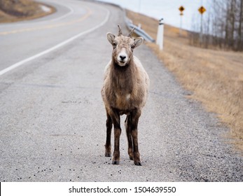 Big Horn Sheep Blocking Road