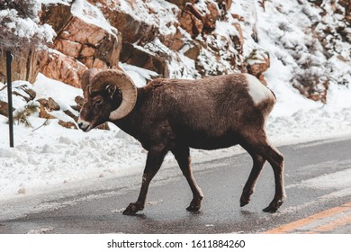 Big Horn Sheep crossing road in Estes Park