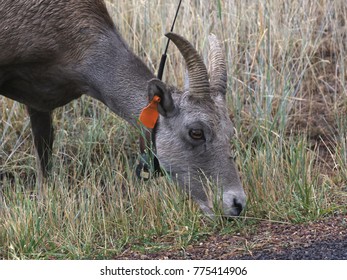 Big Horn Sheep (female)