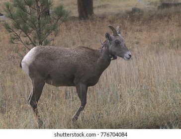 Big Horn Sheep (female With Radio Collar)