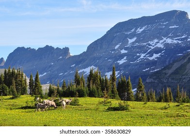 Big Horn Sheep At Glacier National Park, Montana, U.S.A.