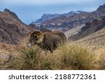 Big Horn Sheep in the Grass