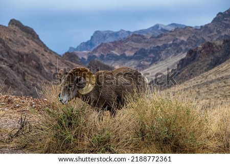 Big Horn Sheep in the Grass