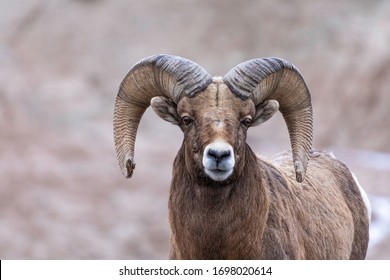 66,132 Sheep Horns Images, Stock Photos & Vectors | Shutterstock