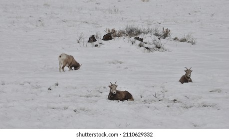 Big Horn Sheep Hebgen Lake Montana