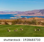 Big Horn Sheep in henderson park nevada