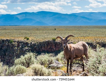 Big Horn Sheep, Hiking Taos Gorge, Taos New Mexico