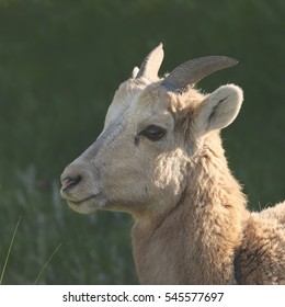 Big Horn Sheep (juvenile)