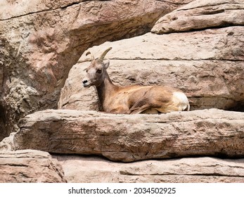 Big Horn Sheep Laying On A Big Rock.