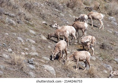 Big Horn Sheep Madison River Montana