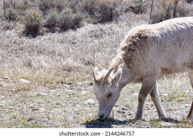 Big Horn Sheep Madison River Montana