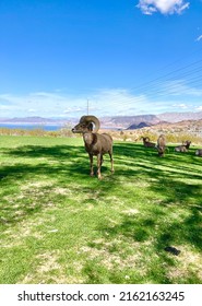 Big Horn Sheep In The Meadow. NV, USA