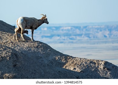 Big Horn Sheep Mother And Baby Overlooking A Cliff