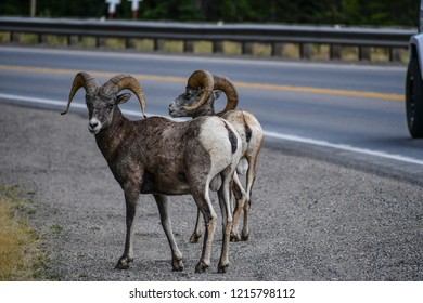 Big Horn Sheep On Highway