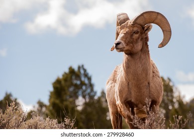 Big Horn Sheep, Ovis Canadensis