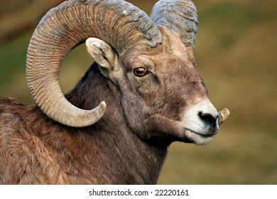 Big Horn Sheep Ram