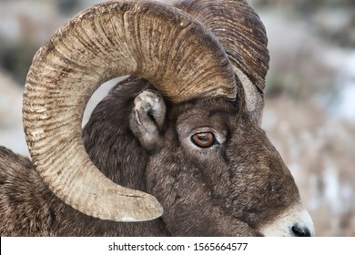 Big Horn Sheep Ram Side Profile Stock Photo (Edit Now) 1565664577