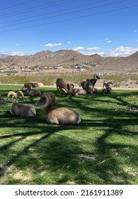 Big Horn Sheep Are Resting In The Meadow