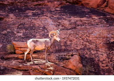 Big Horn Sheep Of The South West