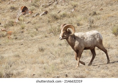 Big Horn Sheep Wildlife National Elk Refuge Millers Butte Jackson Hole Wyoming 