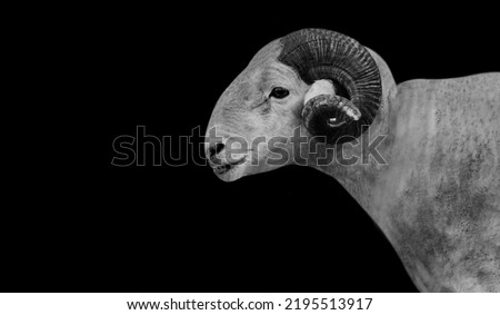 Big Horn Wiltshire Sheep Closeup on The Black Background