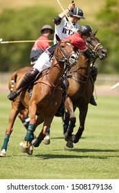 Big Horn, Wyoming - July 31st 2010: Brandon Phillips With The Nearside Backshot At Flying H Polo Club.