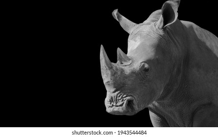 Big Horned Black And White Rhino Closeup Face