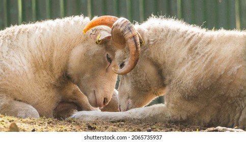 The Big Horned Sheep Butting Heads