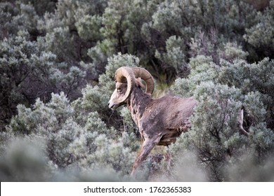 Big Horned Sheep In The Sagebrush 