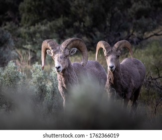 Big Horned Sheep In The Sagebrush