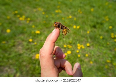 Big hornet on human finger at green meadow