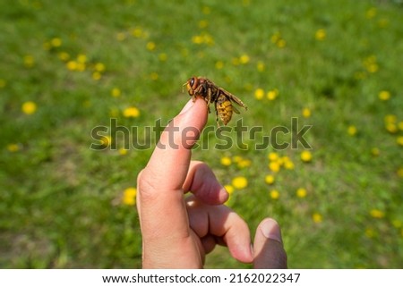 Big hornet on human finger at green meadow
