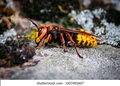 big hornet is on the stone. Murder hornet is dangerous insect.