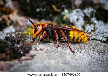 big hornet is on the stone. Murder hornet is dangerous insect.